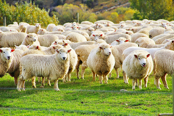 Trailing of the Sheep